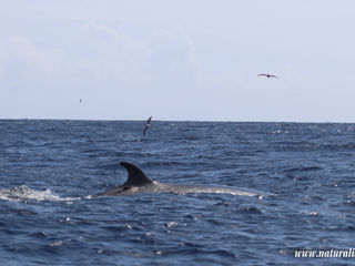 |20240917| Sei whales: the third largest whale in the planet!