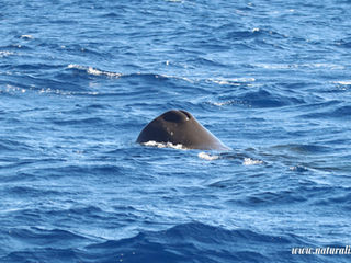 |20240812| The amazing sperm whales in the coast of Faial and Pico