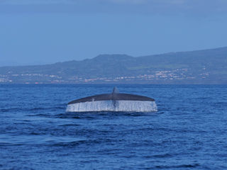 |20250322| Four species of whales in one day!