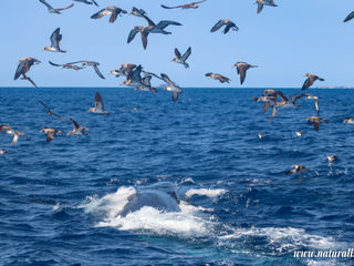 |20240719| Whales feeding next to us!