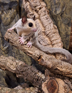 orca-image--1618758590