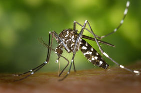 Reumatologista é fundamental para tratar sintomas de doenças como dengue, zika e chikungunya