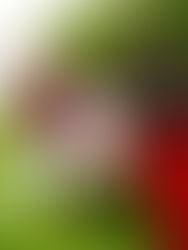 Terças Sonoras abre temporada 2026 com encontro musical entre Brasil, África e América Latina