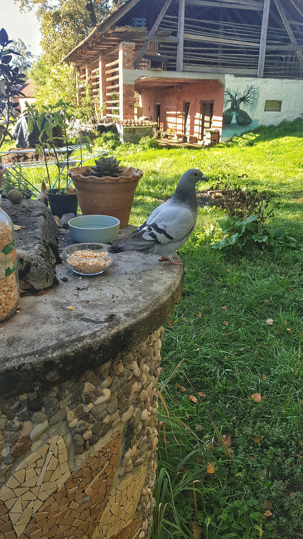 Pigey on the Well, barn as the background, June