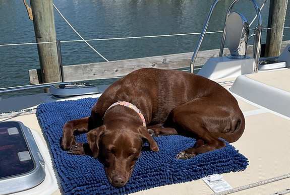 Sofie, a 50 pound brown lab mix dog laying on a blue dog bed on the bow of SV Aevitas.
