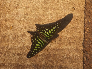 DSCF3061