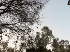 bats 1