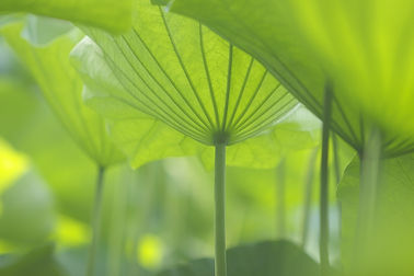 leaves beautiful spring flourishing close up.jpg