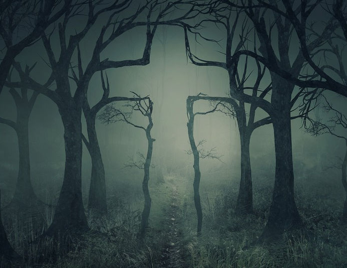 branches cross woods_edited.jpg