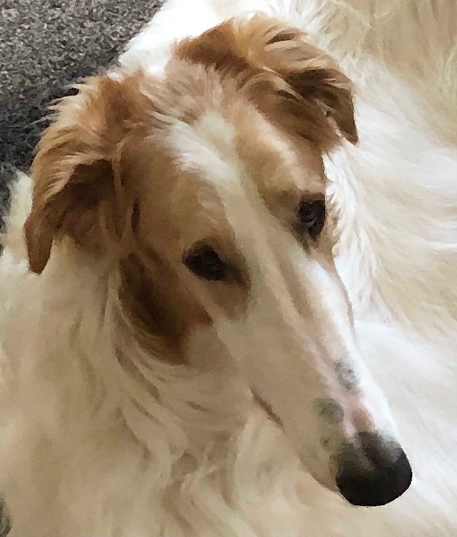 Borzoi Imports | Sedona Borzoi