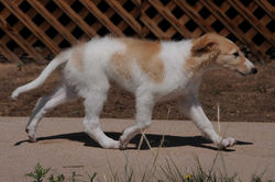 Rosie on the move as a puppy