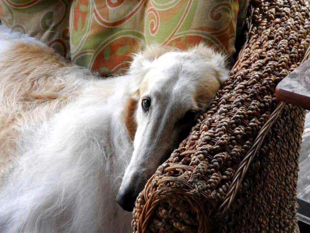 borzoi breeders near me