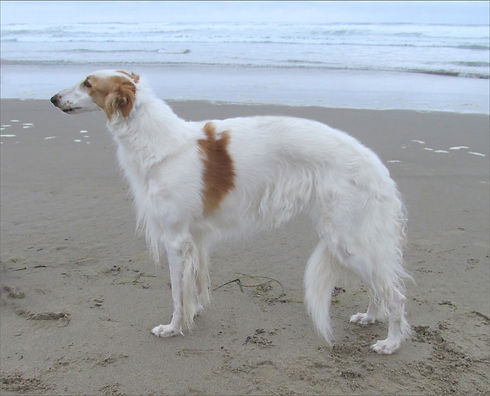 EllieBeachFramed.jpg