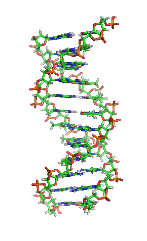 Borzoi breeders promise of genetic diversity. This is a visual of a gene.