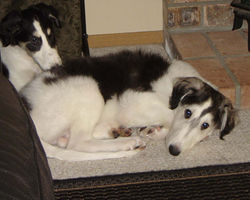 Alek and Barii by the fireplace