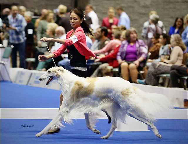borzoi breeders midwest