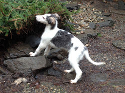 Stoli smells a pine bush