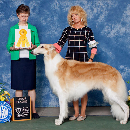 Alek's Son Thor now Grand Champion GOLD and #2 Borzoi Breed For 2018!