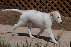 Gracie on the move as a puppy