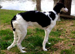 Nikai standing on the river bank