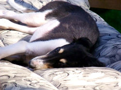 Zorica lounging on the chaise