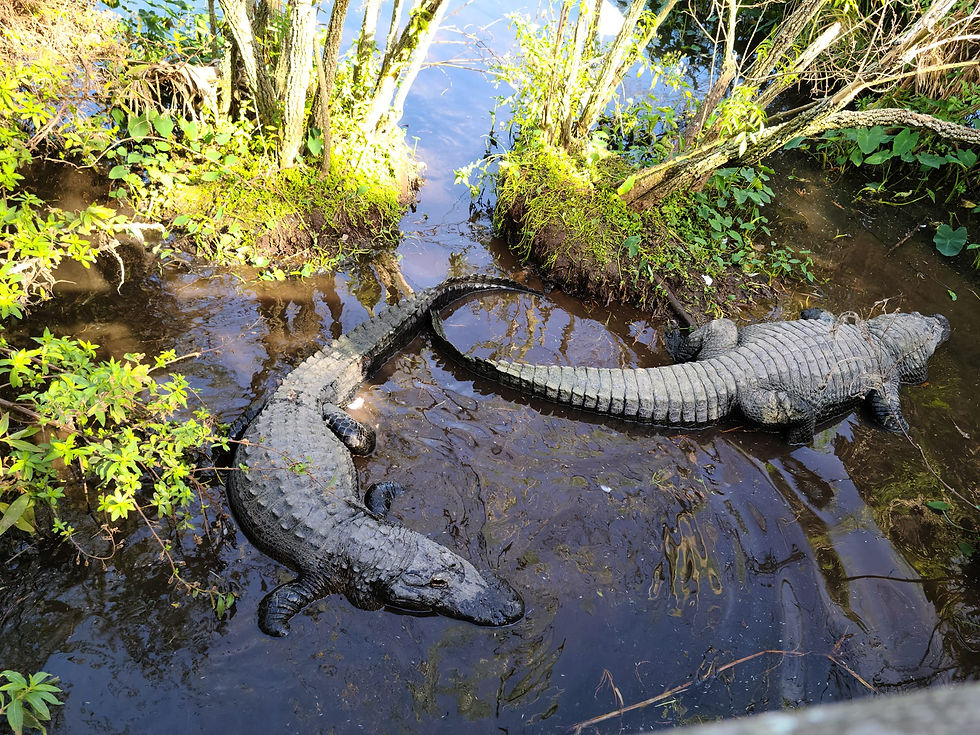 Sleeping Gators