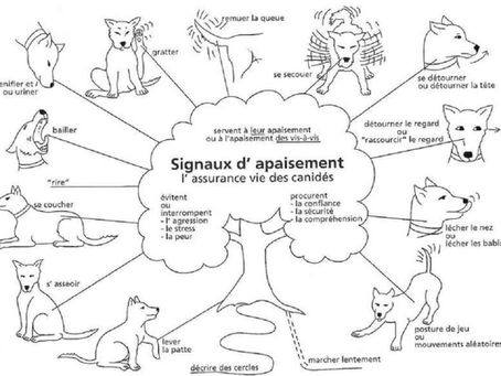 Mon chien est agressif avec les autres chiens en laisse, quoi faire ?