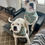 Thumbnail: Dog Bandana