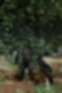 Olive Tree 3