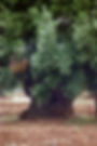 Olive Tree 7