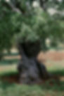 Olive Tree 4