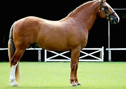 Tors Gentleman Farmer