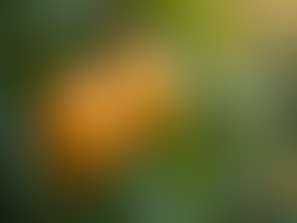 Top Tips for Growing Mangoes in Florida