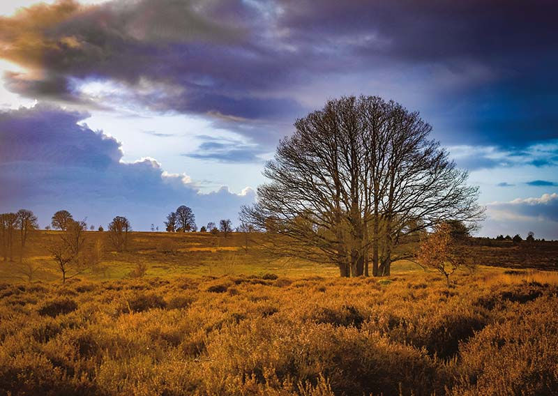 Postcard - Tree in landscape