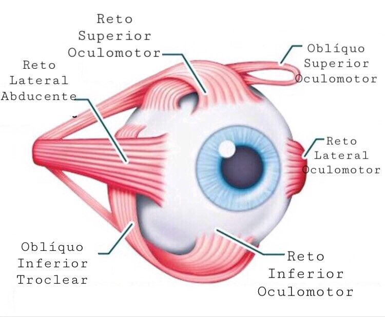 Diplopia e músculos extra oculares