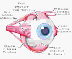 Diplopia e músculos extra oculares