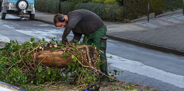 man-holding-fallen-tree-road-city (1).jpg