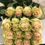 Miniatura: Rosas