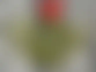 The Sacred Bough: Mistletoe