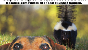 Super Duper Stank Rescue Kit: Sometimes life (and skunks) happen! 