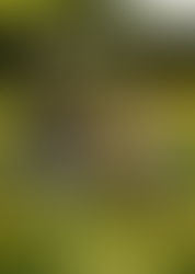 De tin marín de dos pingüé...