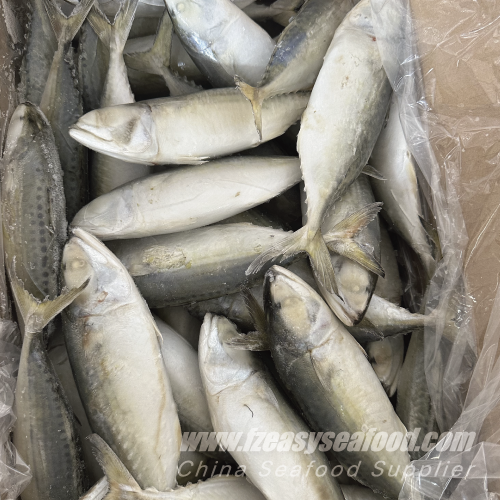 Frozen Indian Mackerel (Rastrelliger kanagurta)