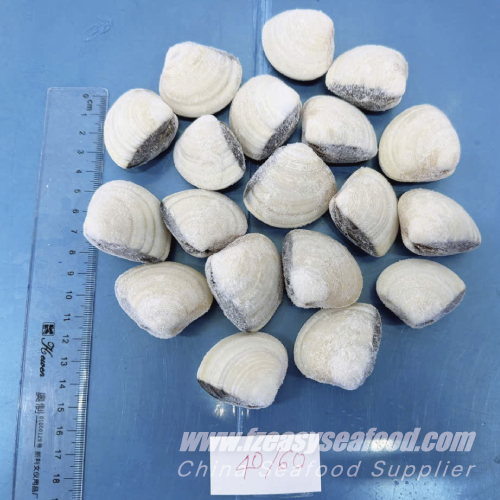 Frozen Whole-Shell White Clam Meretrix meretrix