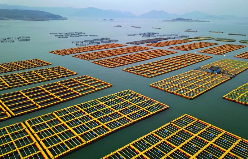 From Zero to 90% of Global Supply: China's Abalone Farming Revolution