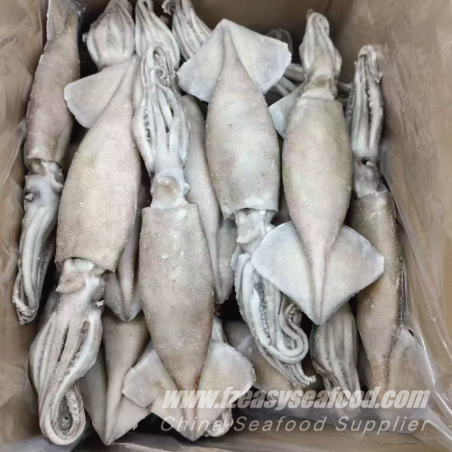 IQF Argentina Squid, Whole Round (Illex argentinus)