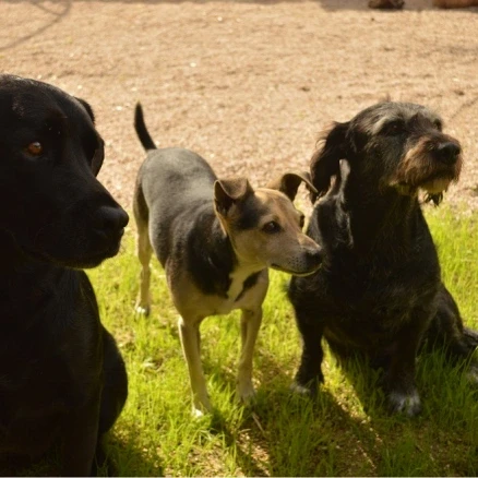perritos51.webp