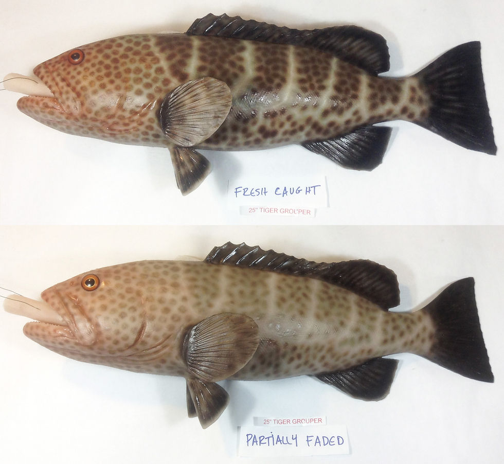 Tiger grouper