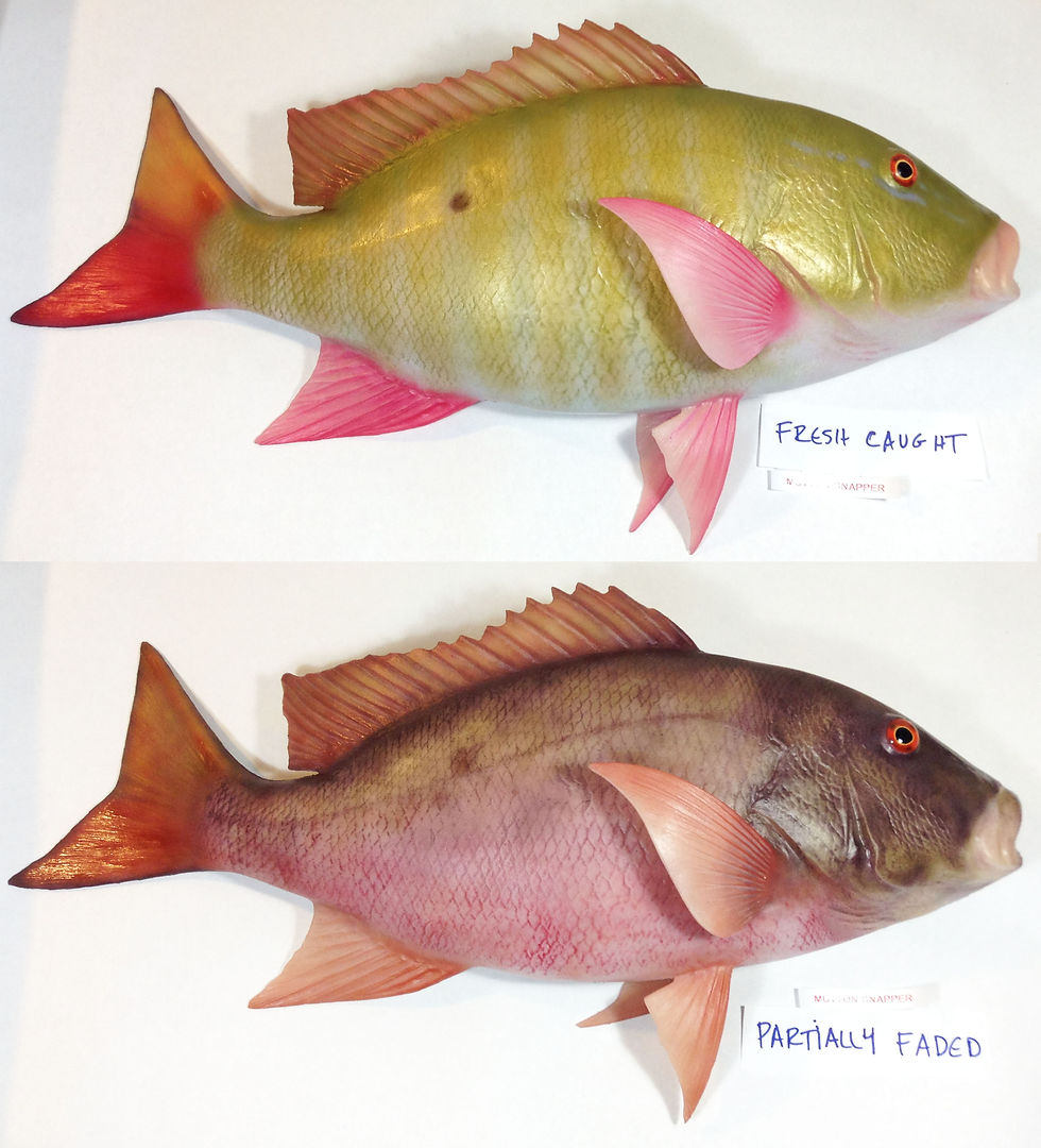 Mutton snapper