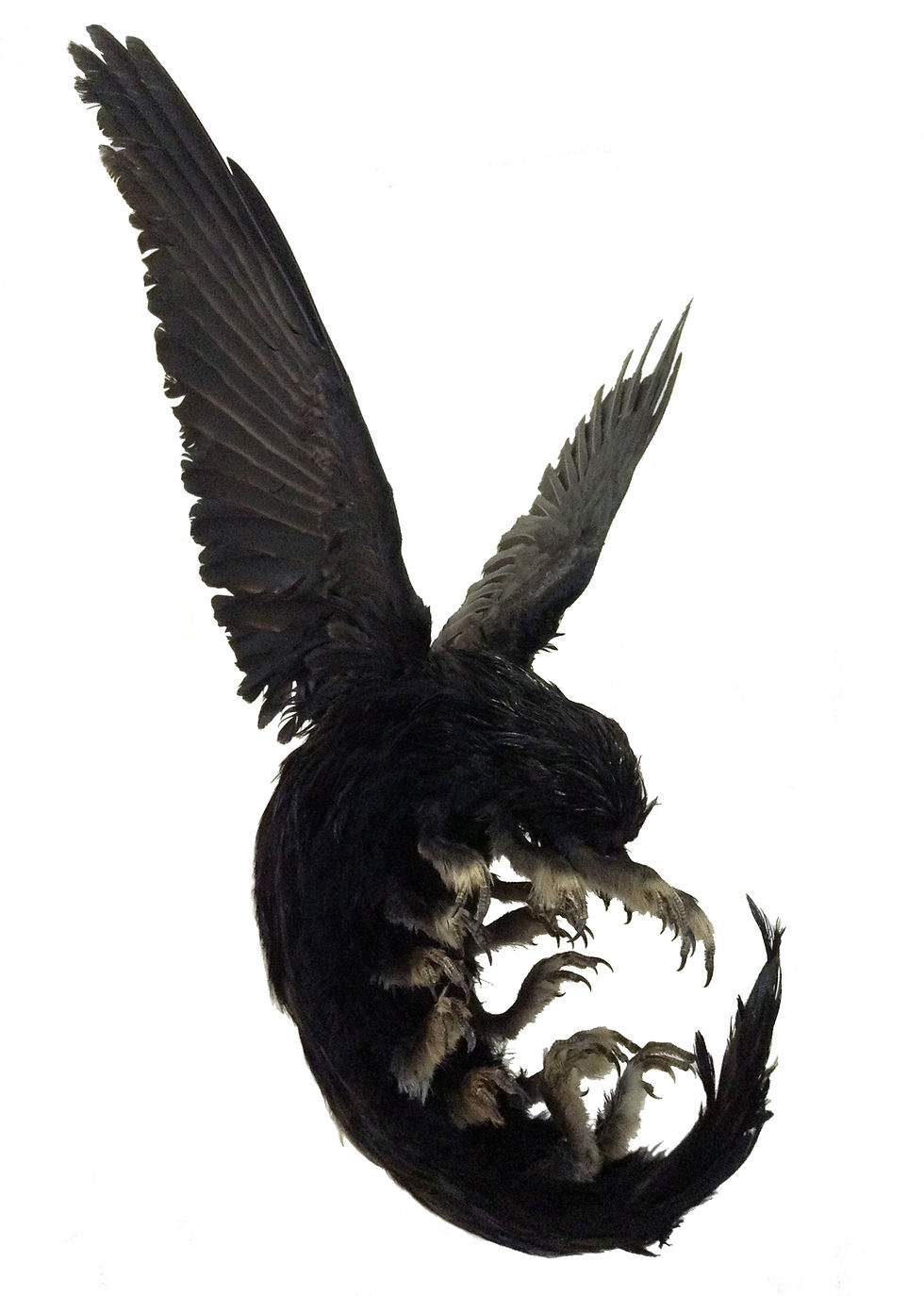 Birdipede IV
