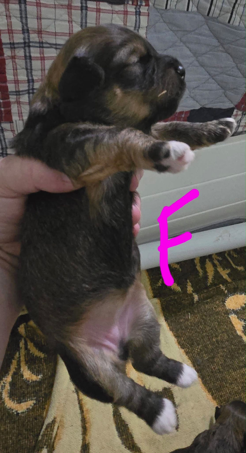 Havanese Puppy - 2 weeks old Female 3
